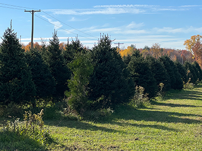 tree farm image