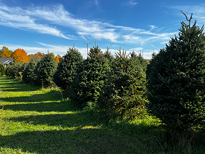 tree farm image