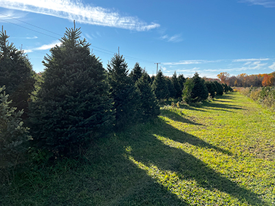 tree farm image