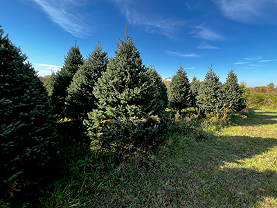 tree farm image