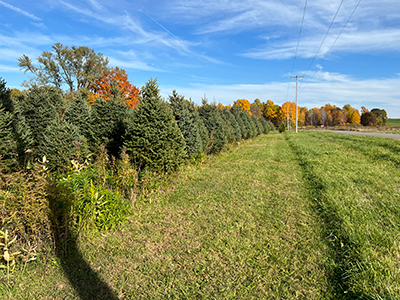 tree farm image