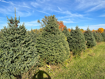 tree farm image