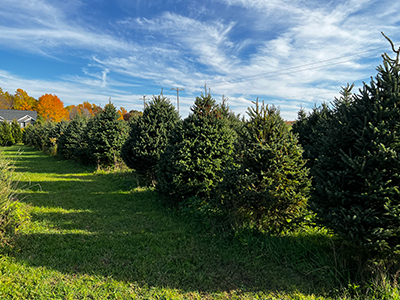 tree farm image