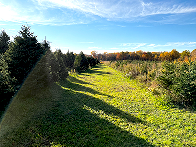 tree farm image