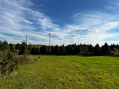 tree farm image